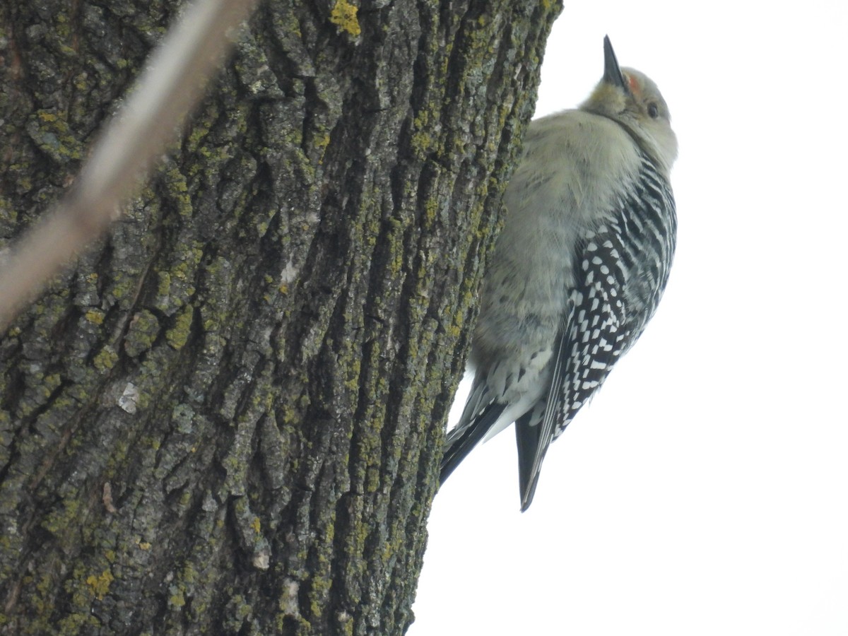 Red-bellied Woodpecker - ML649129899