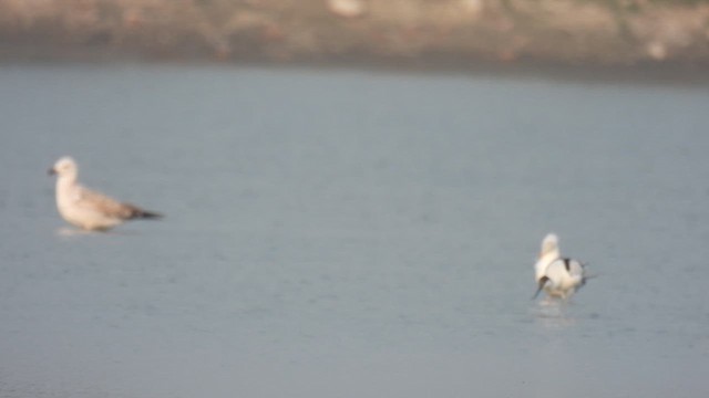 Клуша (Барабинская чайка) - ML649129937