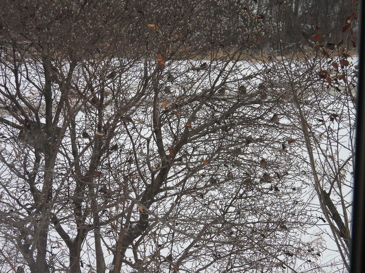 House Finch - ML649130086