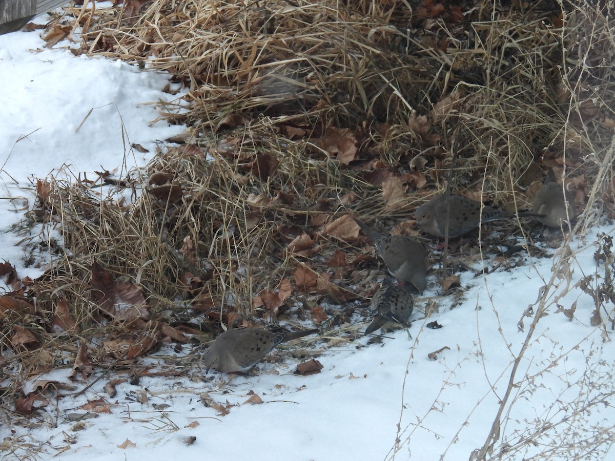 Mourning Dove - ML649130186