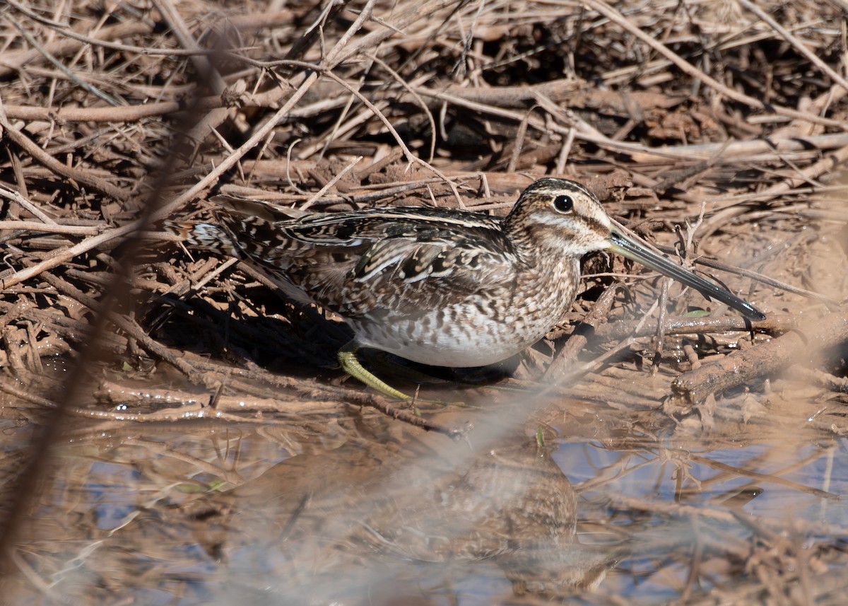 Баранець американський - ML649130284