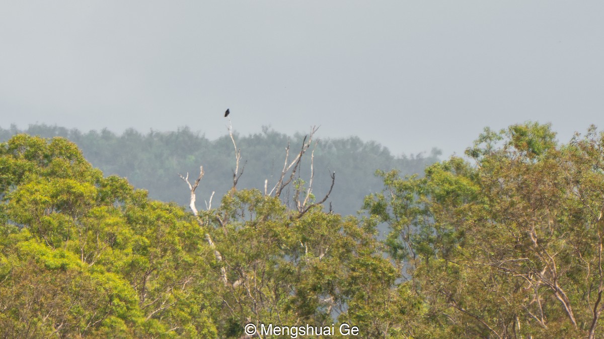 eBird Checklist - 18 Jan 2026 - Green Swamp East Wetland - 11 species