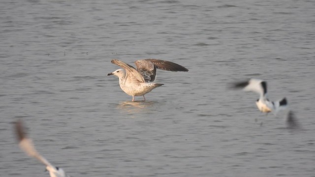 Клуша (Барабинская чайка) - ML649130546