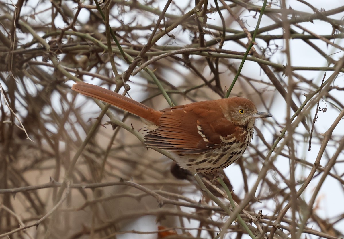 Moqueur roux - ML649130605