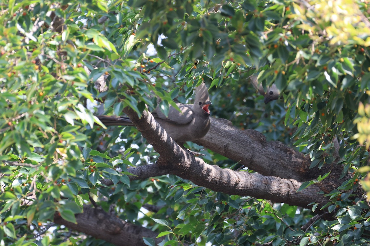 Graulärmvogel - ML649131154