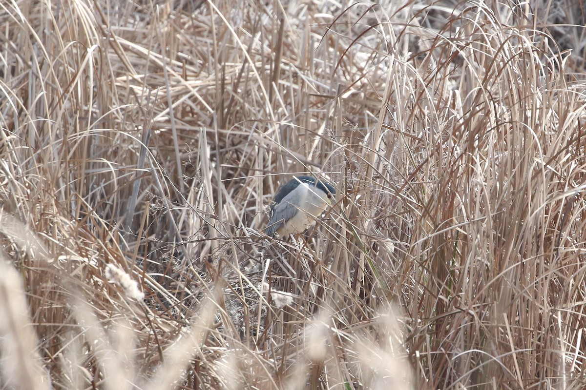 Nachtreiher - ML649131156