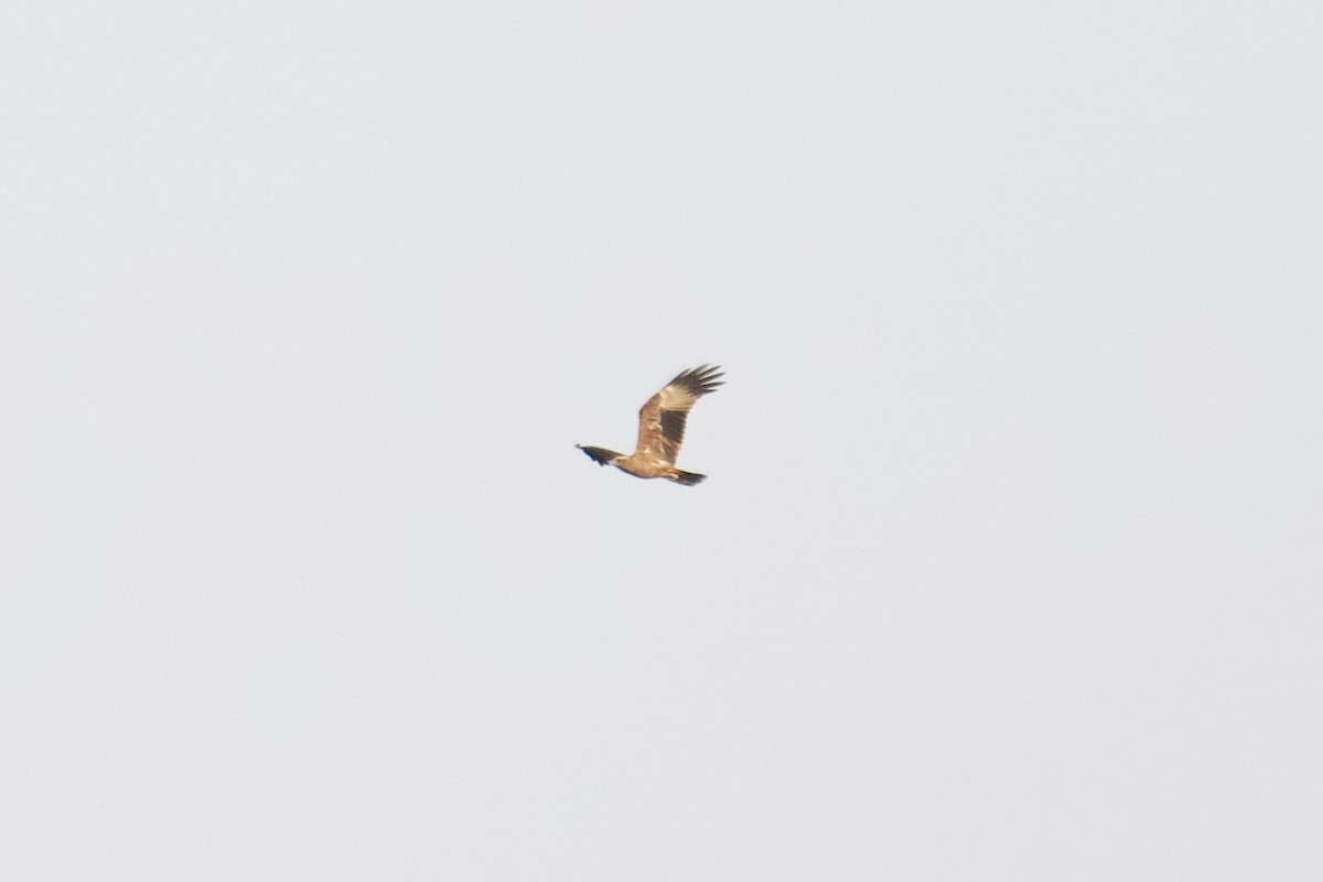 Brahmanenmilan - ML649131157