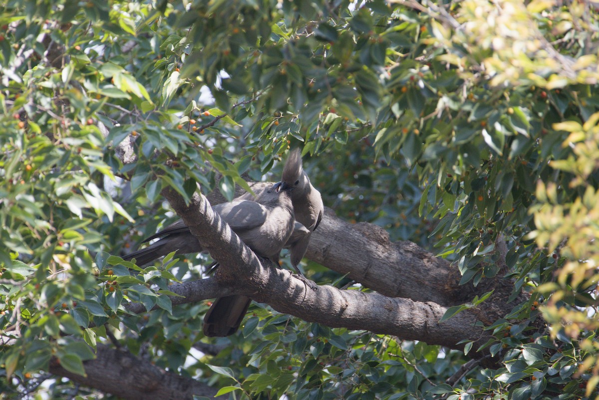 Graulärmvogel - ML649131158