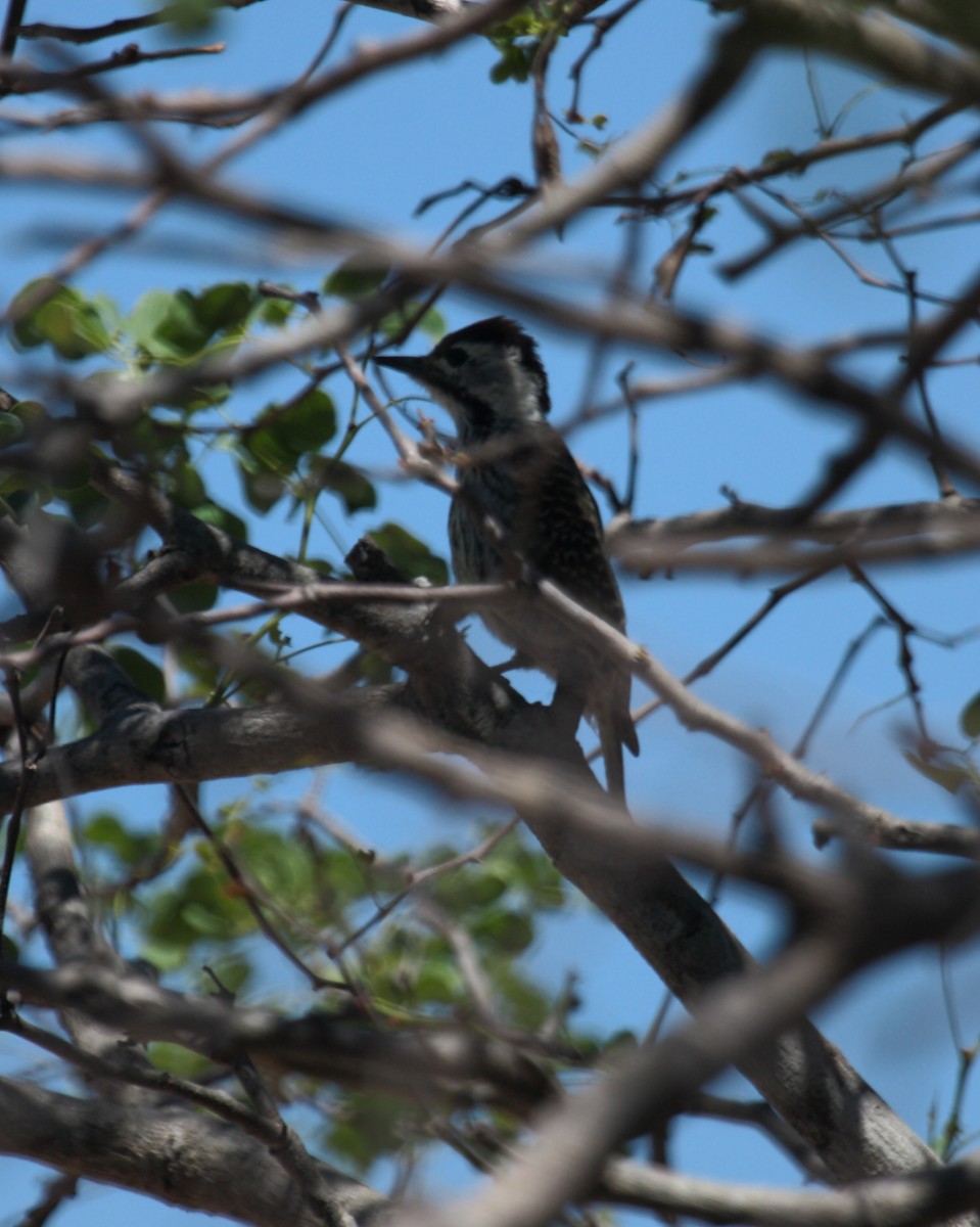 Kardinalspecht - ML649131160