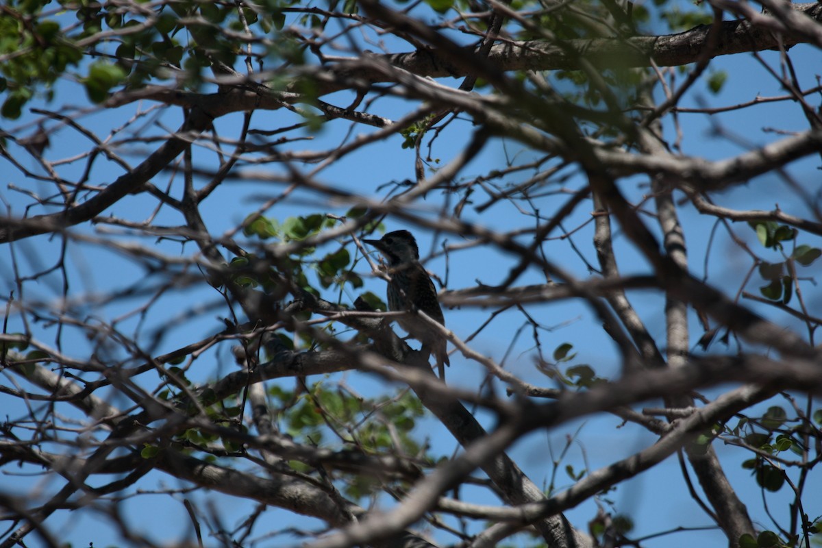 Kardinalspecht - ML649131161