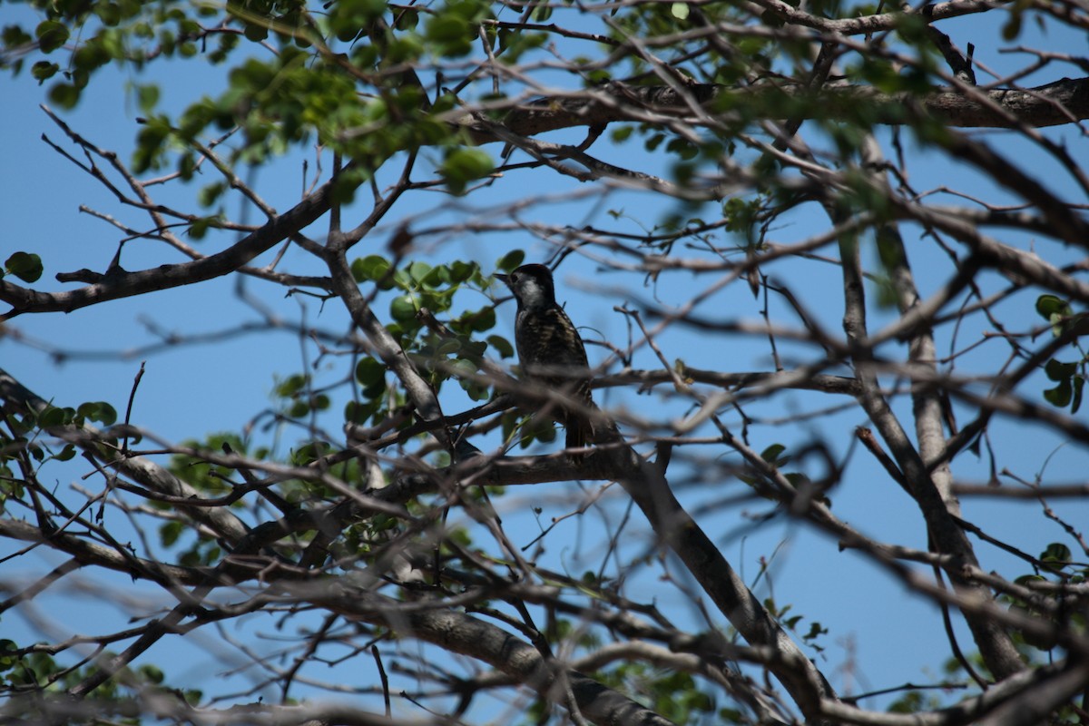 Kardinalspecht - ML649131162