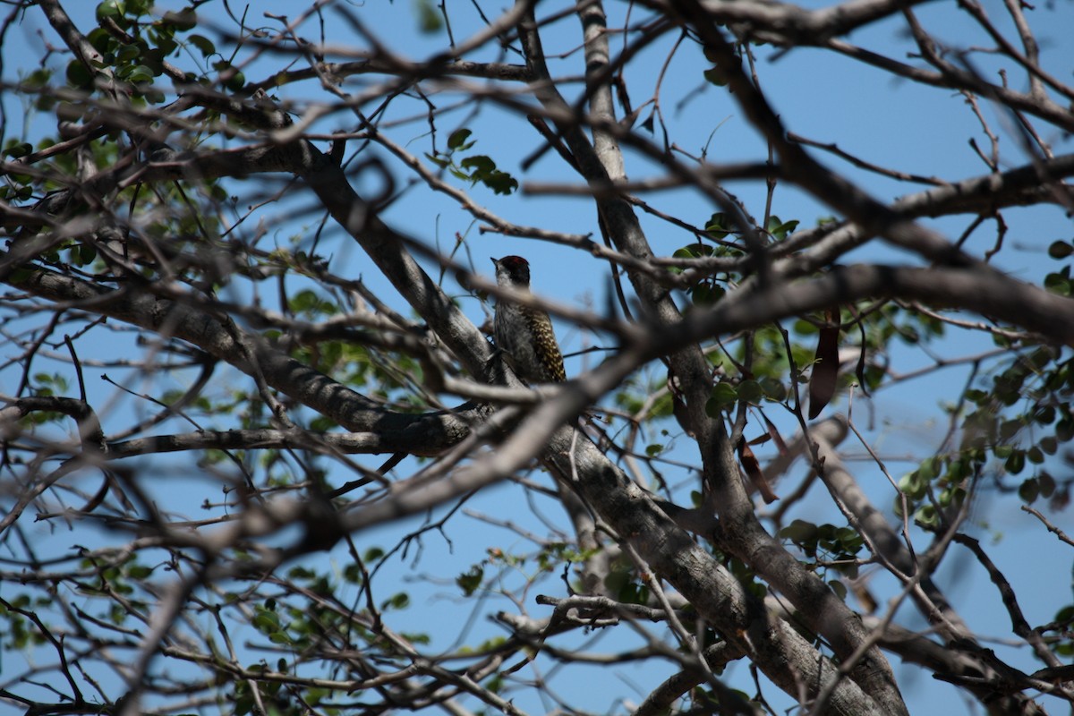 Kardinalspecht - ML649131163