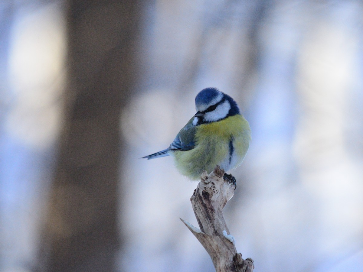 Blaumeise - ML649131164