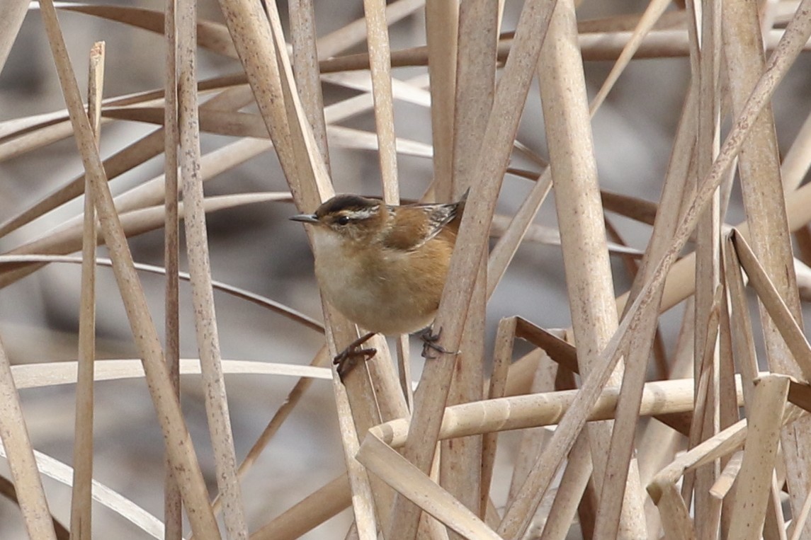 Sumpfzaunkönig - ML649131176