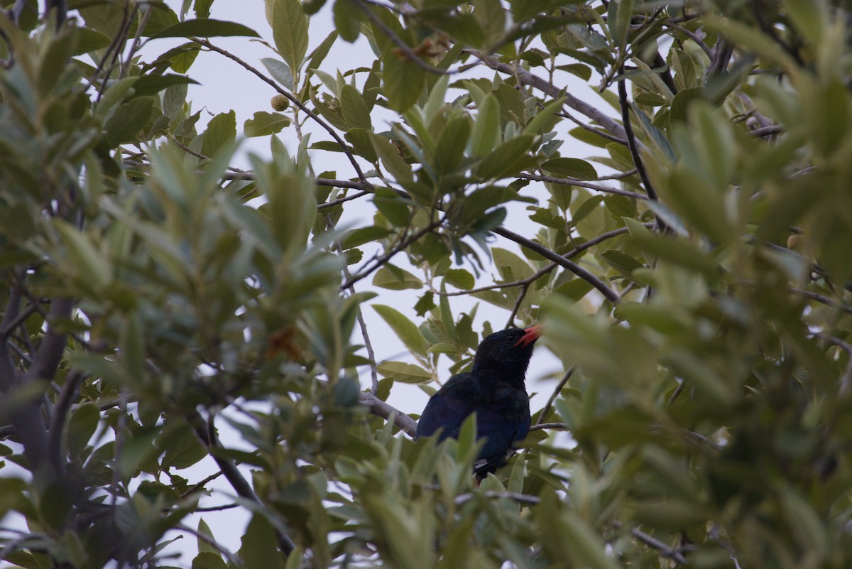 Grünbaumhopf - ML649131177