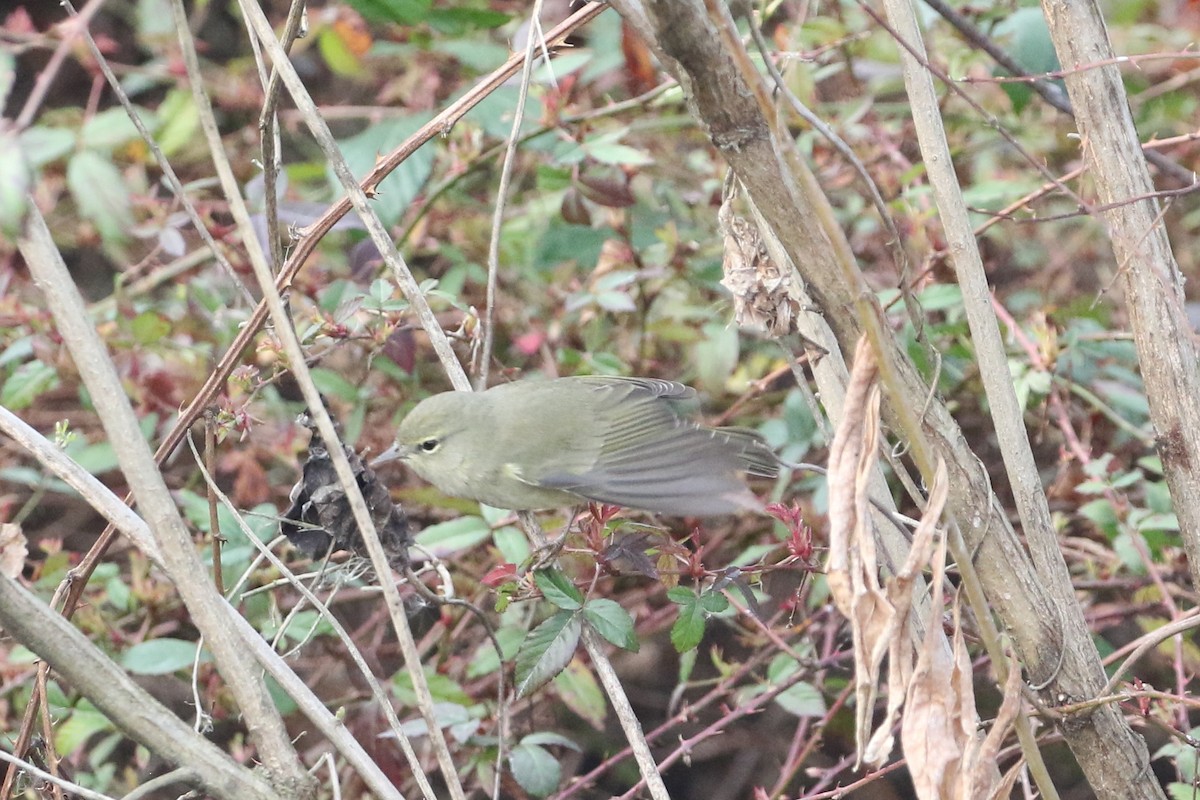 Orangefleck-Waldsänger - ML649131181