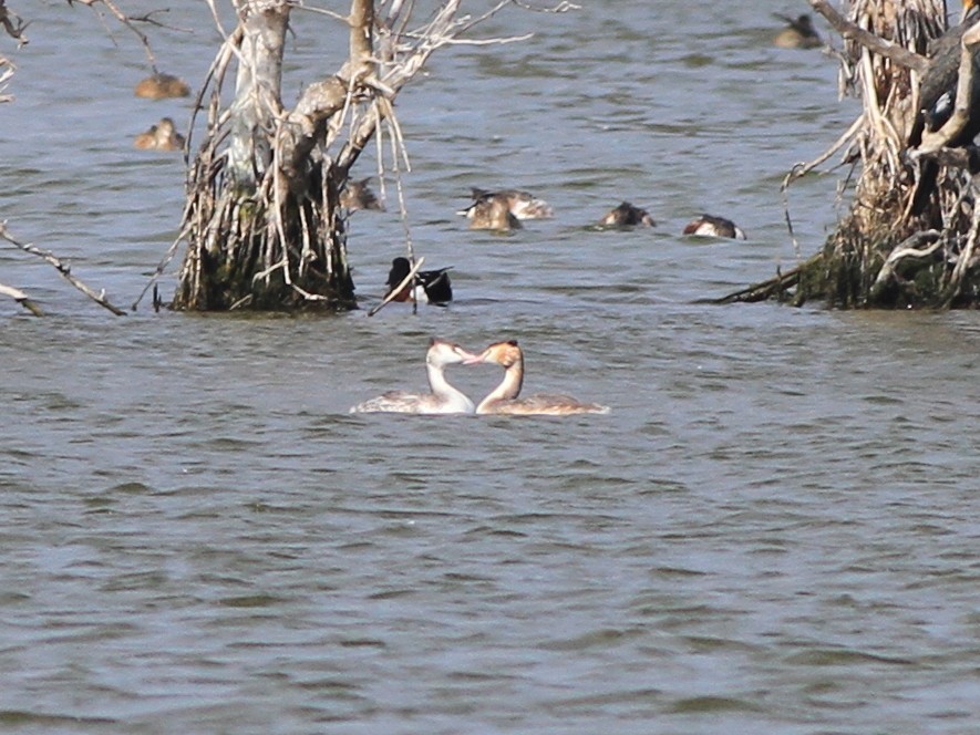 Haubentaucher - ML649131183