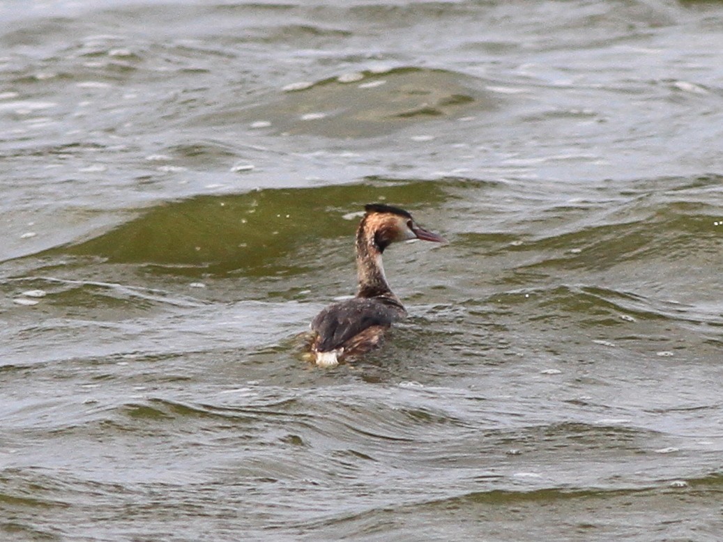 Haubentaucher - ML649131184