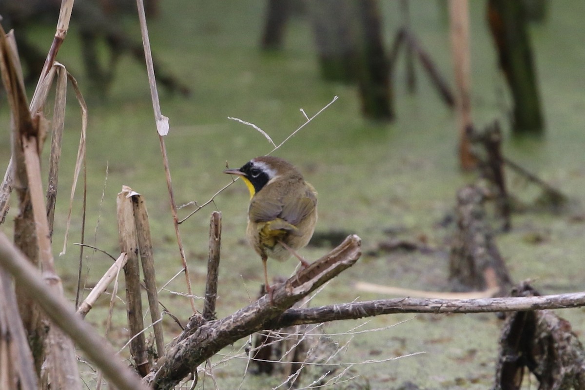 Weidengelbkehlchen - ML649131185