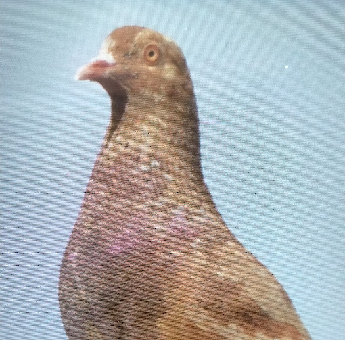 Felsentaube (Straßentaube) - ML649131186