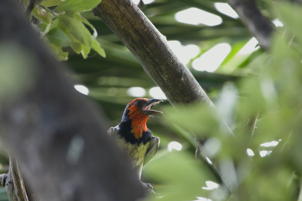 Halsband-Bartvogel - ML649131187