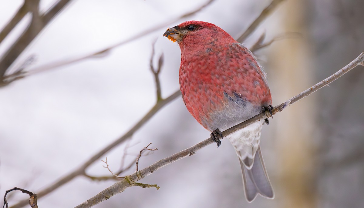 Hakengimpel - ML649131188