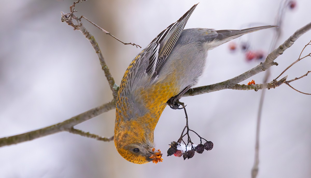 Hakengimpel - ML649131190