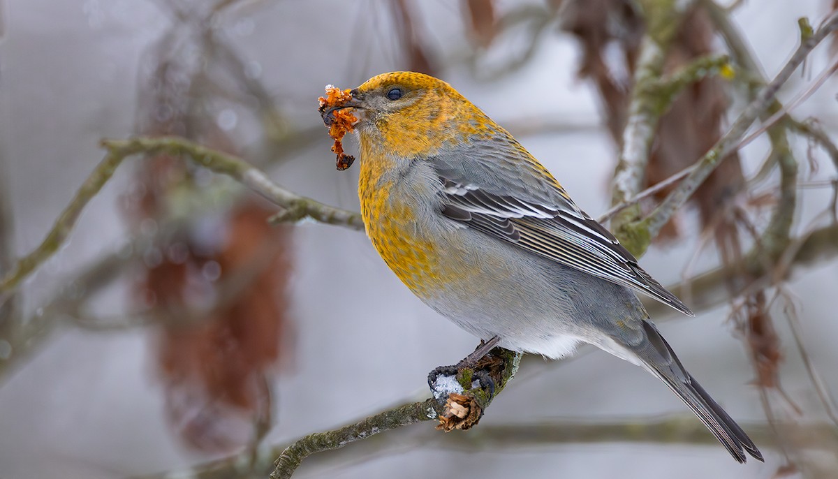 Hakengimpel - ML649131191