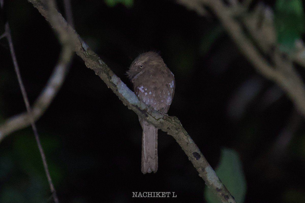 Ceylonschwalm - ML649131192