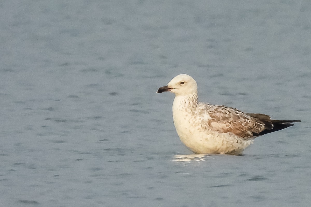 Heringsmöwe (Barabamöwe) - ML649131195