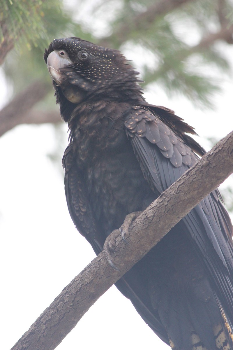 Red-tailed Black-Cockatoo - ML649131361