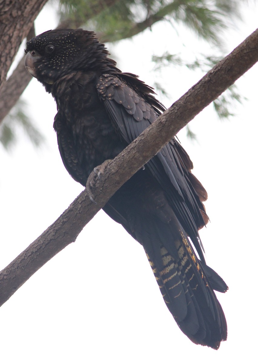 Red-tailed Black-Cockatoo - ML649131362