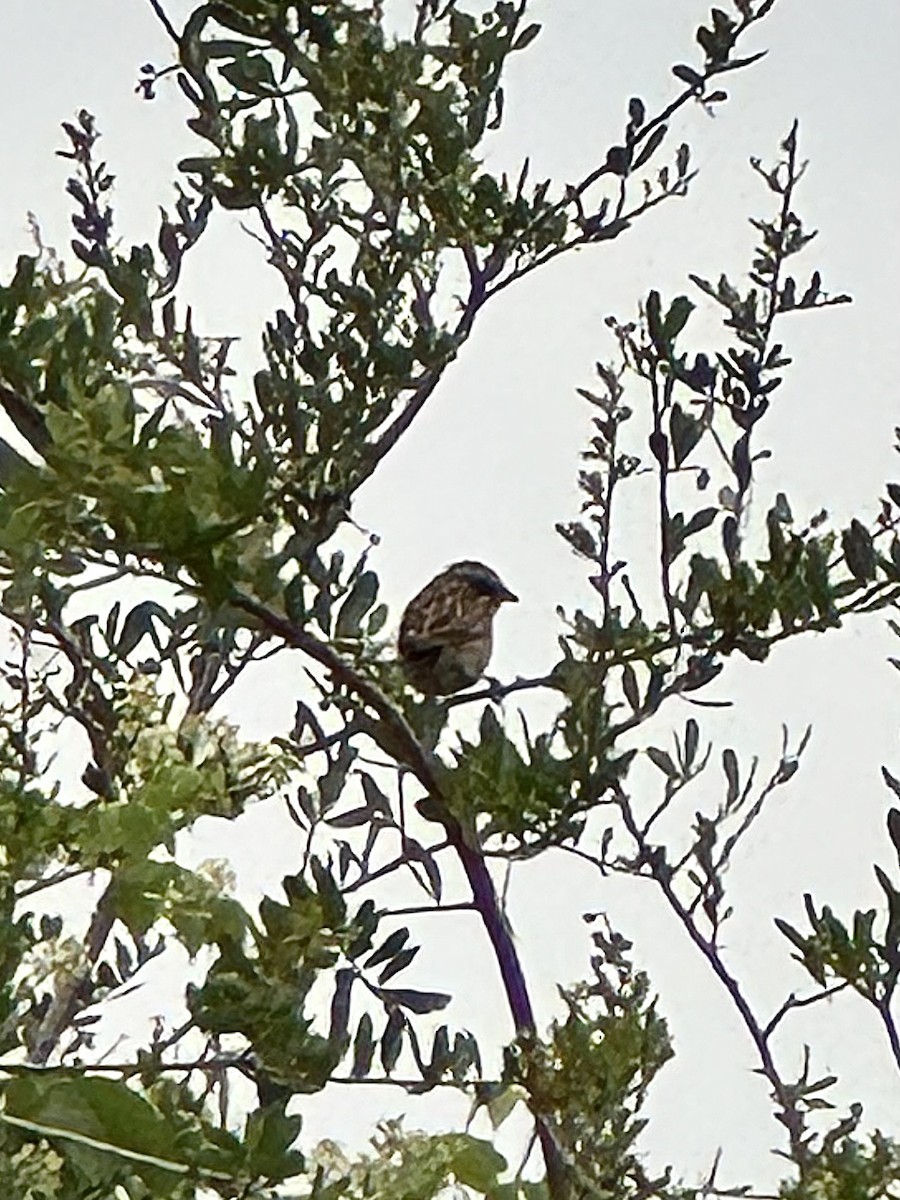 Yungas Sparrow - ML649131481