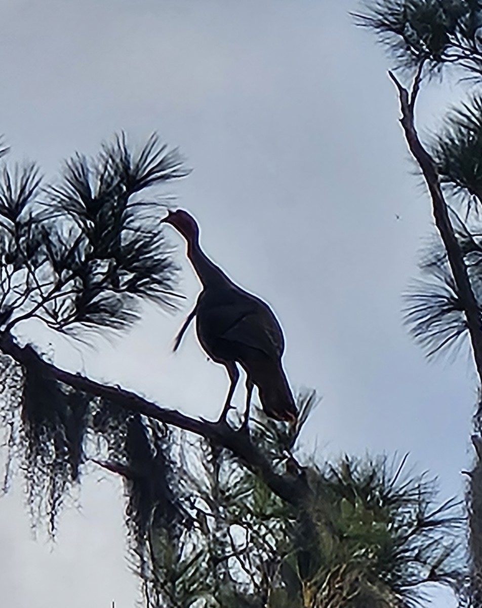 シチメンチョウ - ML649131643