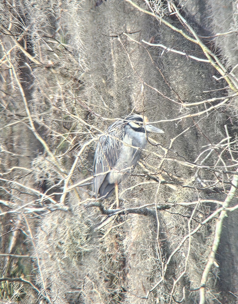 シラガゴイ - ML649131651