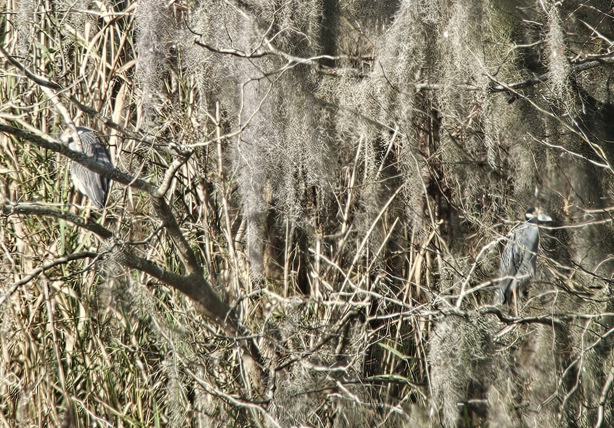 シラガゴイ - ML649131652