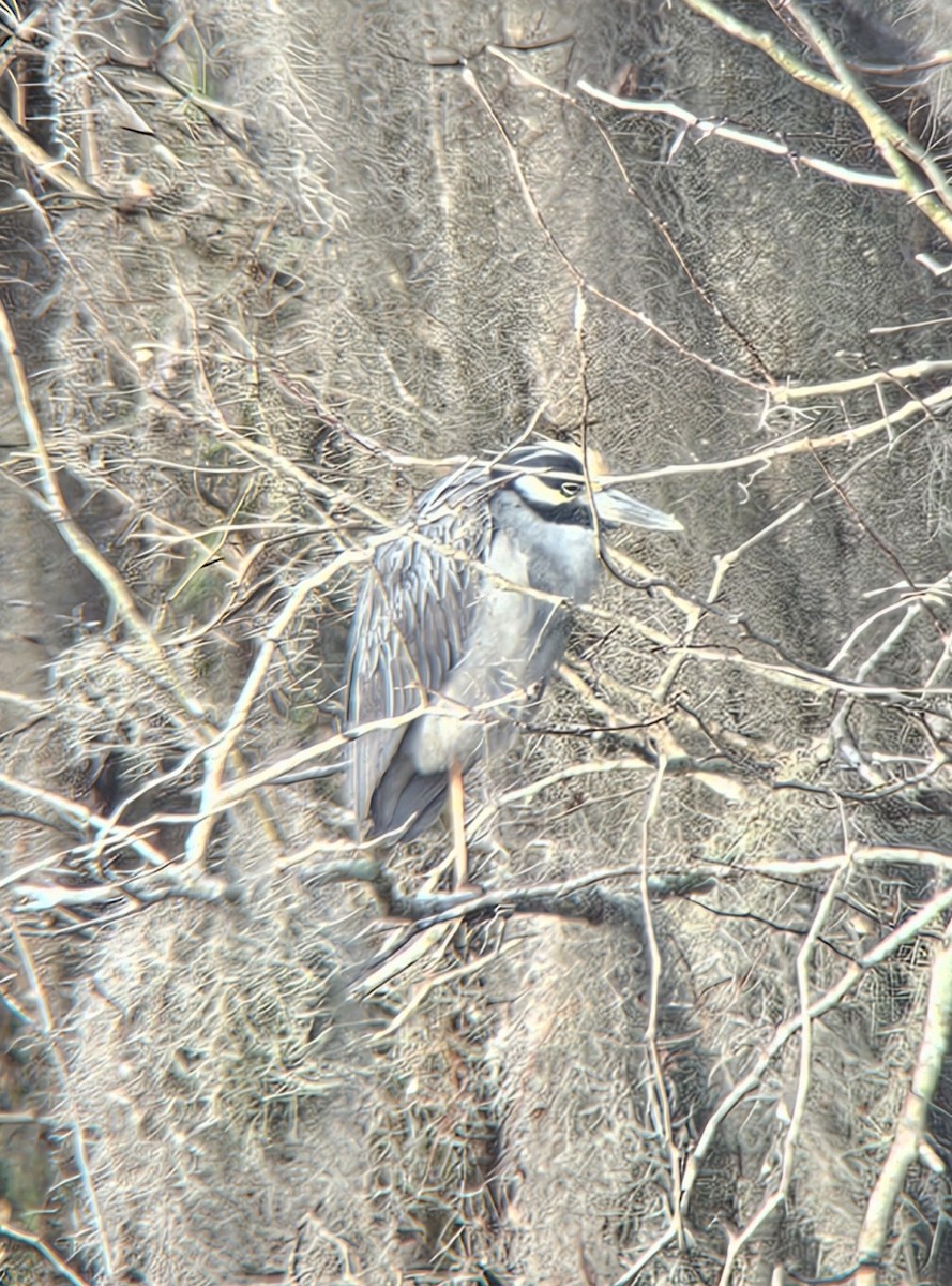 シラガゴイ - ML649131653