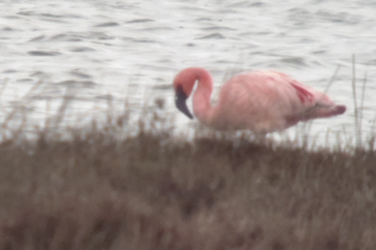 Lesser Flamingo - ML649131679