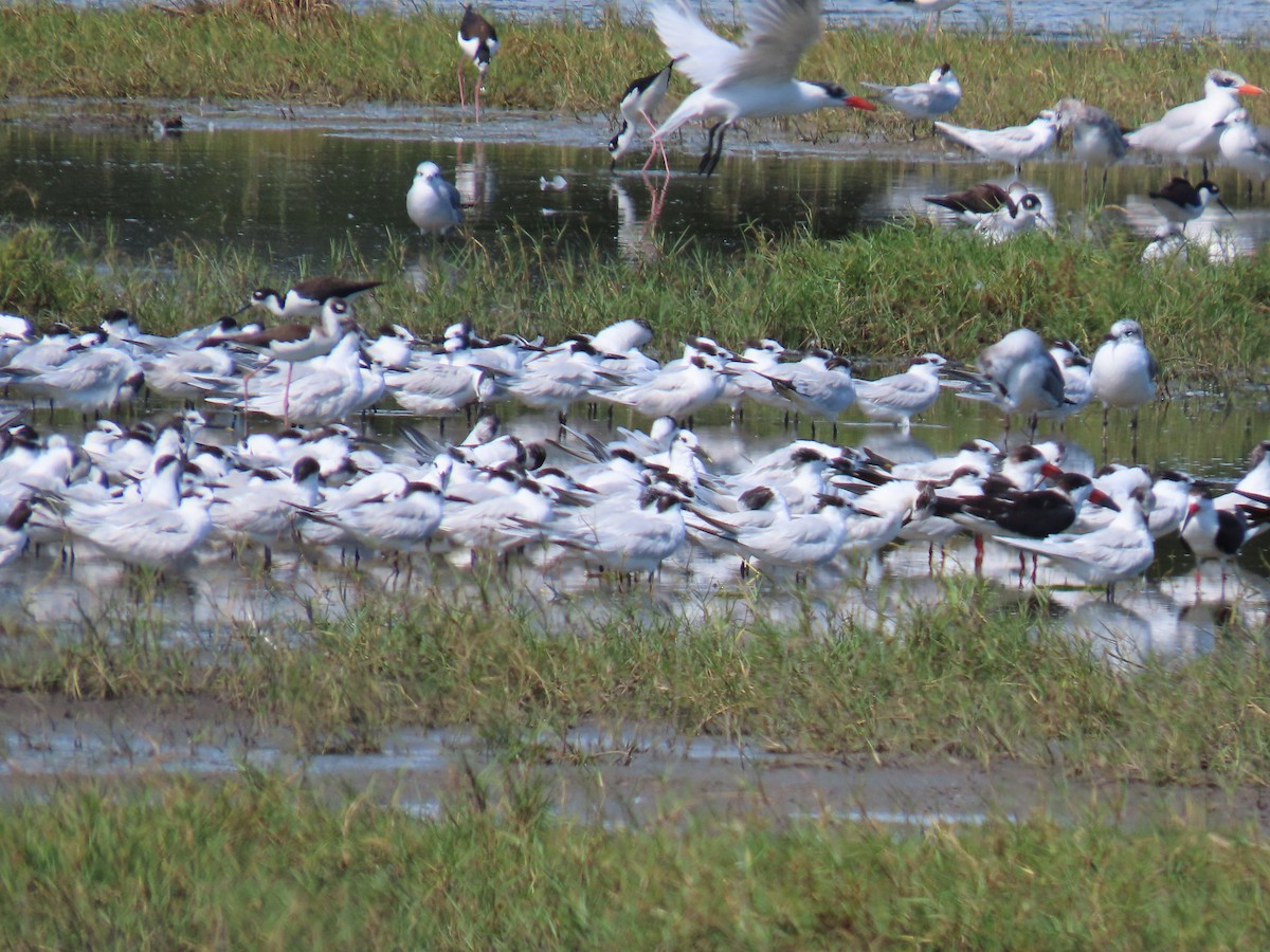 שחפית שחורת-מקור - ML649131705