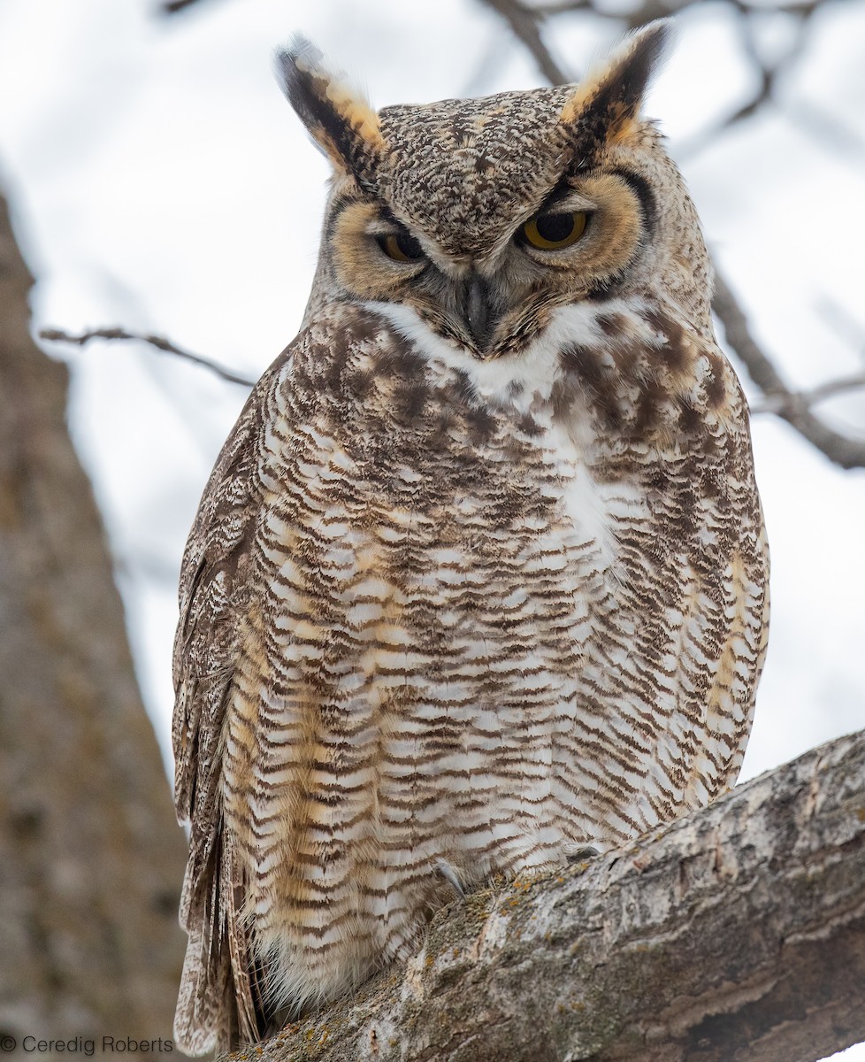 Hontz virginiarra - ML649131729