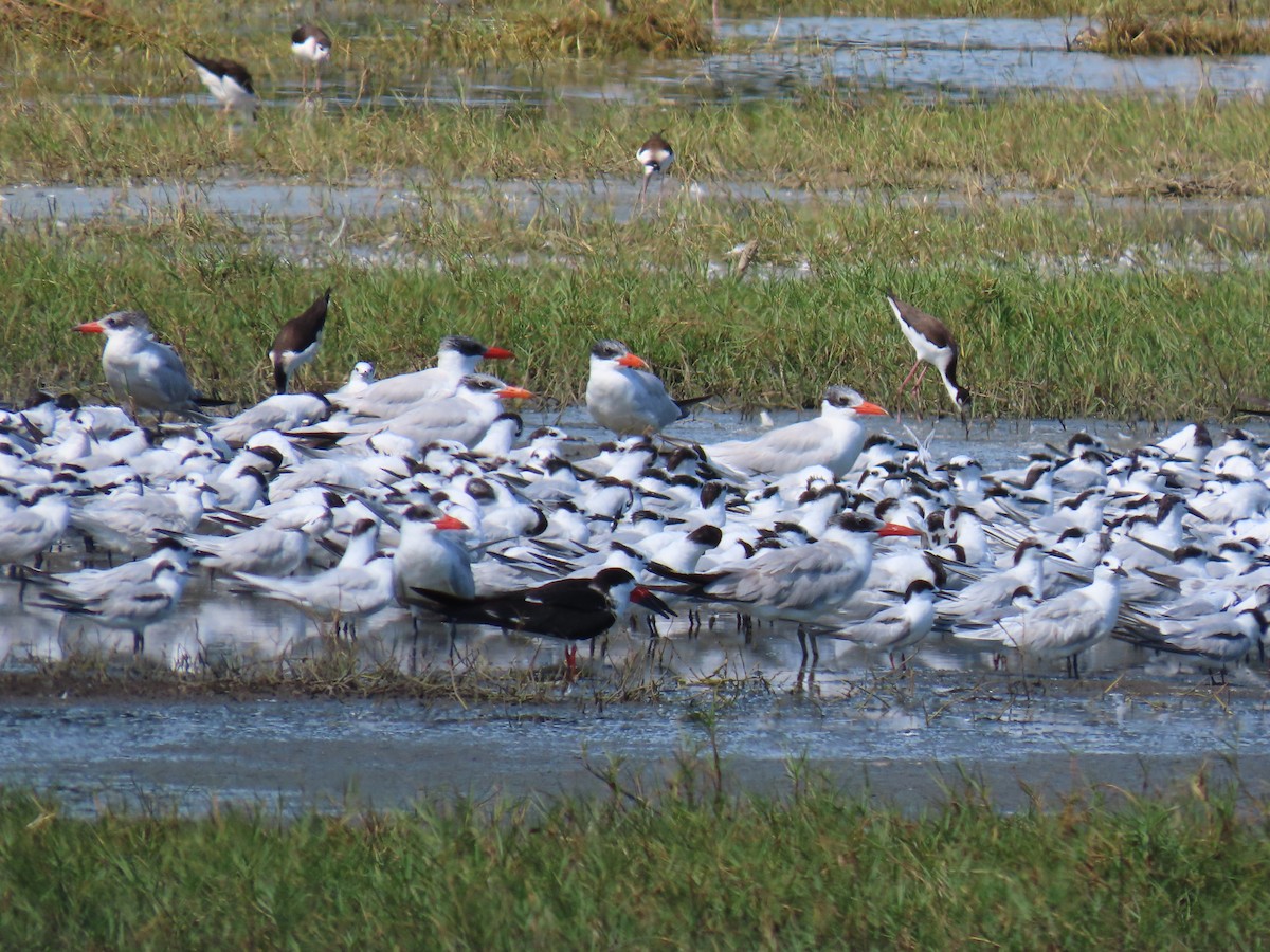 שחפית שחורת-מקור - ML649131793