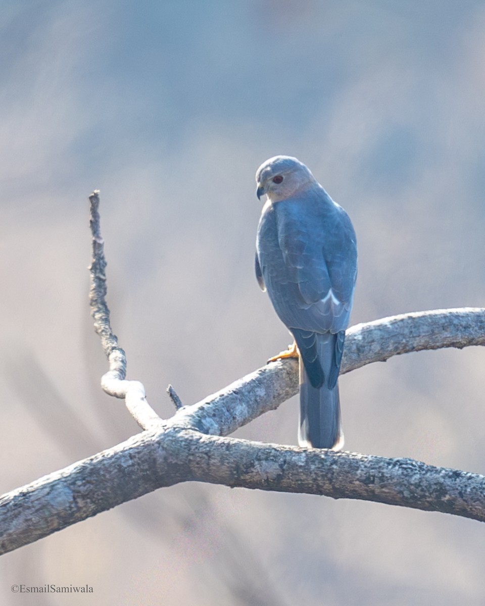 Тювик - ML649131807