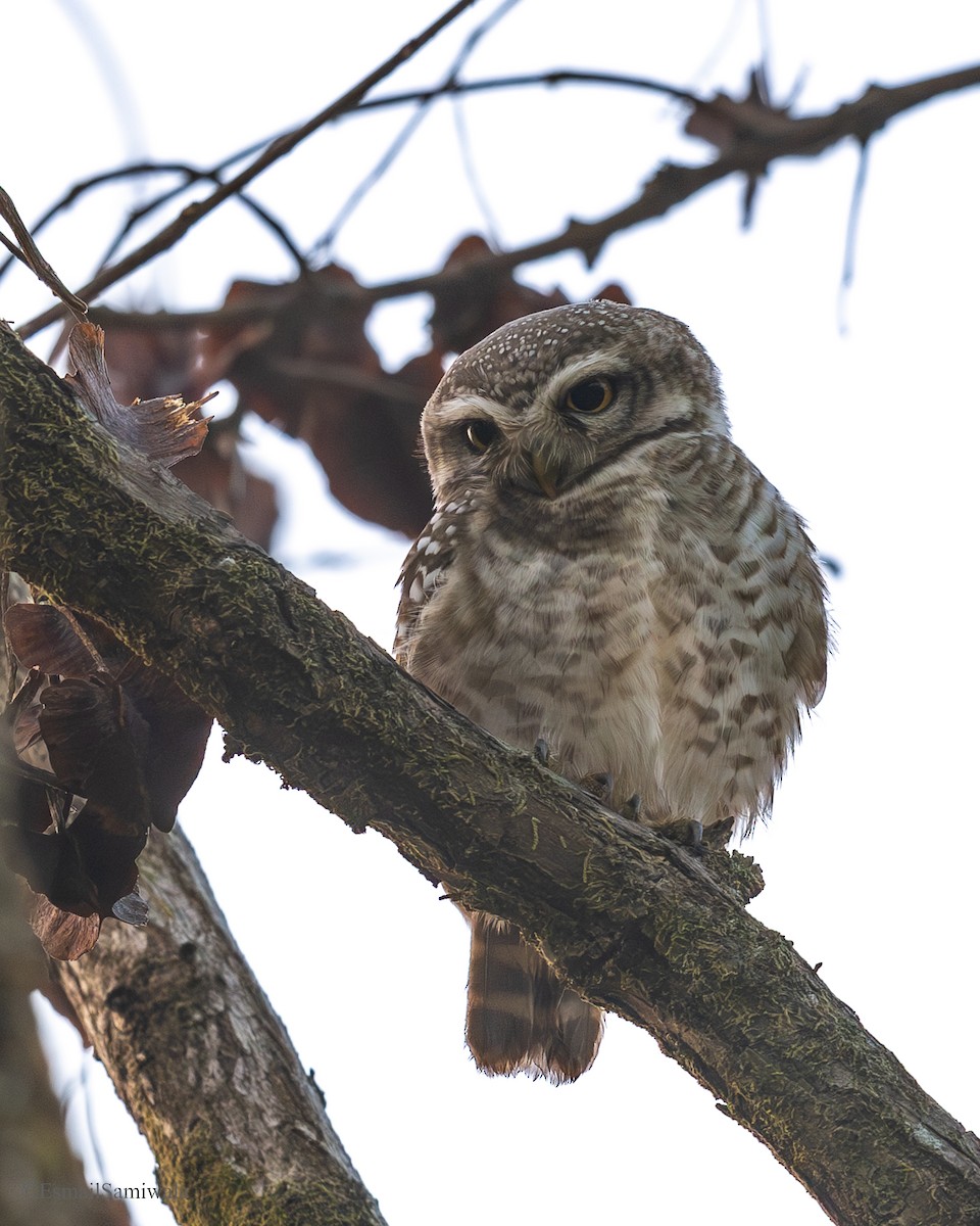 Браминский сыч - ML649131820