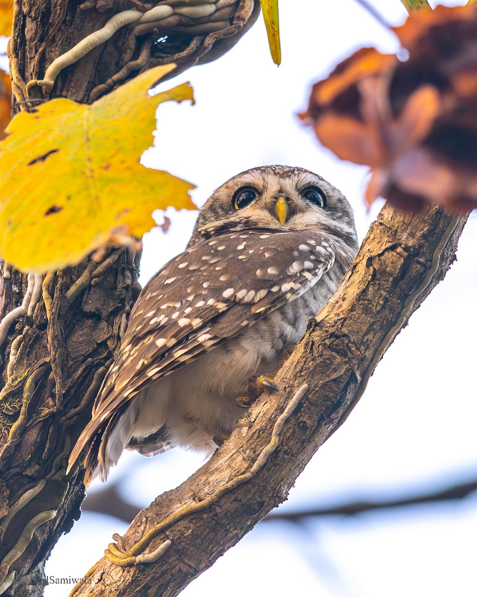 Браминский сыч - ML649131821