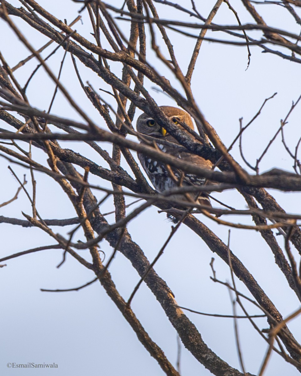 Лесной сыч - ML649131831