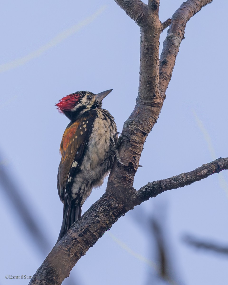 Бенгальский дятел-султан - ML649131839