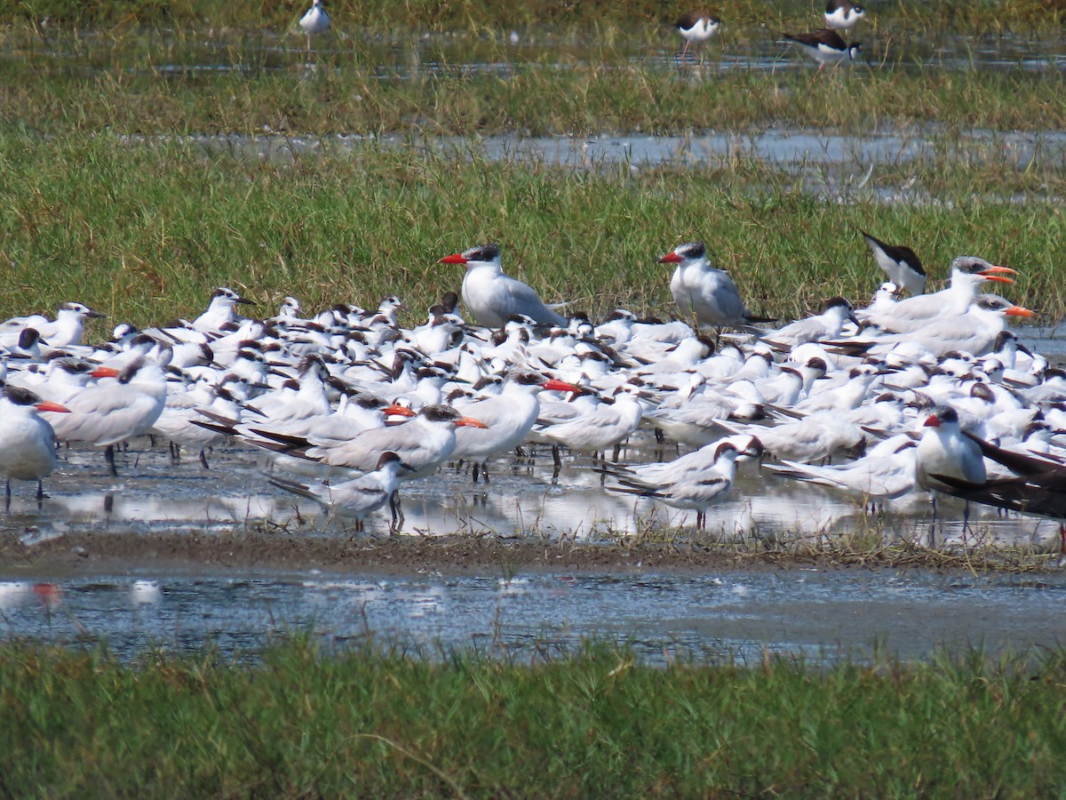 שחפית שחורת-מקור - ML649131861