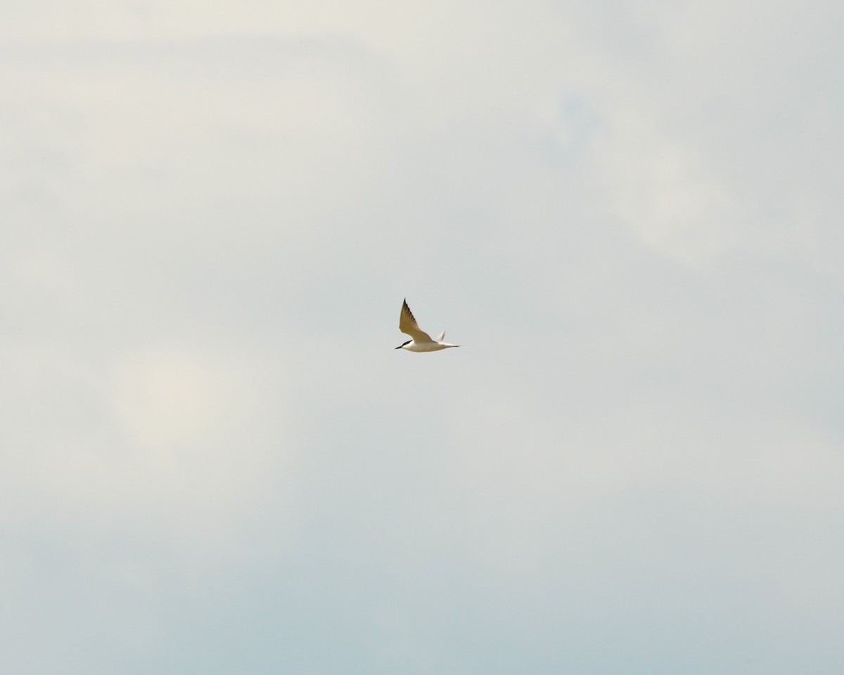 שחפית עבת-מקור - ML649131892