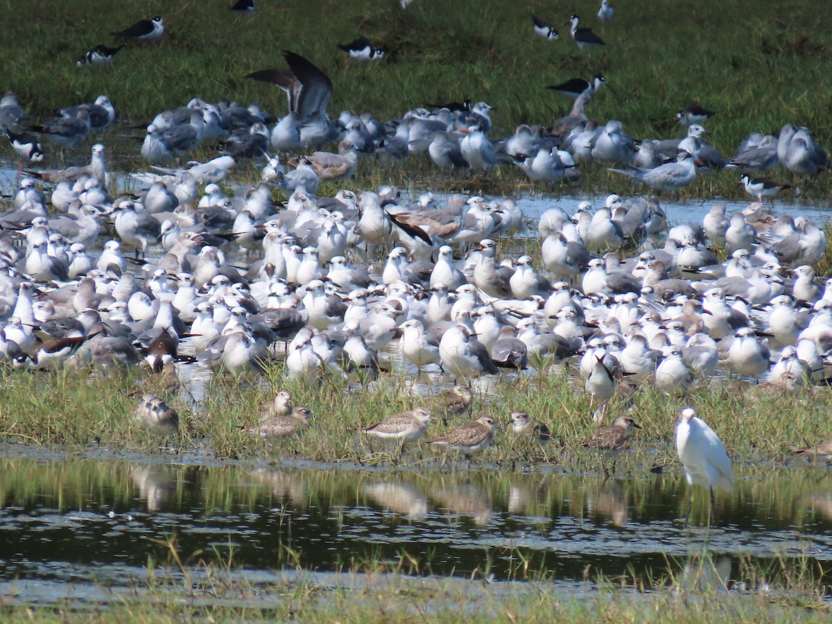 שחף צוחק - ML649131912
