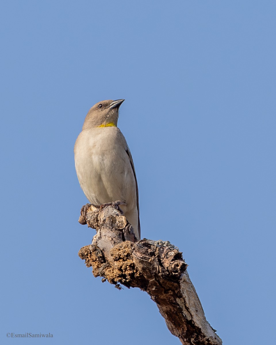 Джунглевый воробей - ML649131924